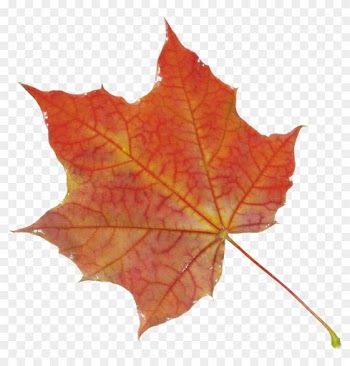 Autumn Leaves Clip Art - Leaf Autumn