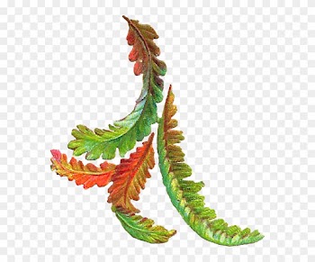 Autumn Leaves Clipart - Leaf Antique