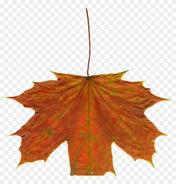 Autumn Leaves Clipart Leaves Autumn Clipart Free Photo - Leaf