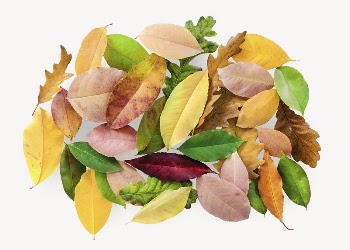 Autumn leaves collage element, isolated | Free PSD - rawpixel