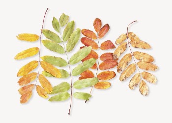Autumn leaves collage element psd | Free PSD - rawpixel