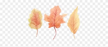 Autumn Leaves Drawing Tumblr - Maple Leaf