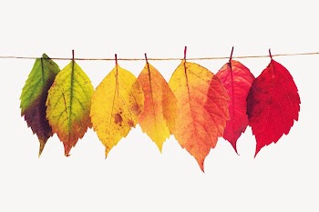 Autumn leaves, foliage isolated design | Free Photo - rawpixel
