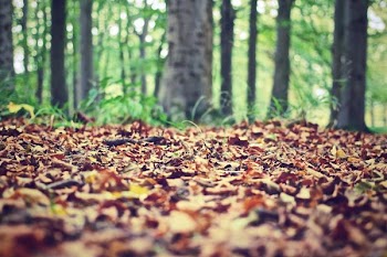          Autumn Leaves Free Photo     