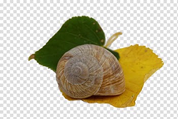 Autumn Leaves Gastropods Snail Leaf, Snail transparent background PNG clipart