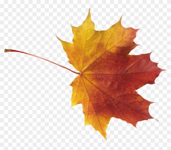 Autumn Leaves High Quality Png - Autumn Maple Leaf Png