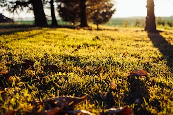 Autumn leaves in the grass