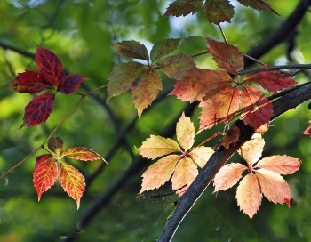 Autumn Leaves.JPG
