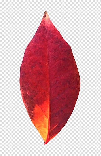 Autumn Leaves Leaf, Autumn Leaf transparent background PNG clipart