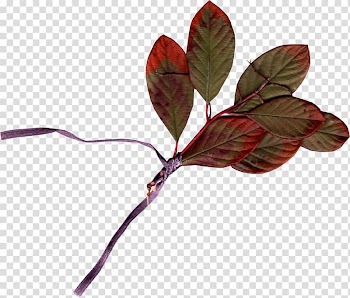 Autumn Leaves Leaf, Autumn leaves transparent background PNG clipart