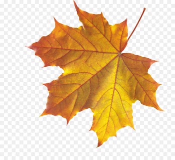 Autumn Leaves Leaf Clip art - Realistic Autumn Fall Leaves PNG 
