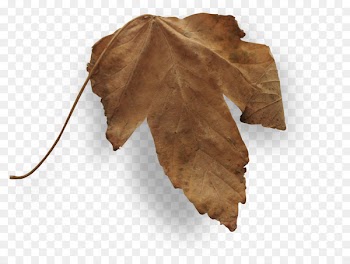 Autumn Leaves Leaf - falling leaves 