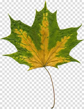 Autumn Leaves Leaf , maple leaf background transparent background PNG clipart