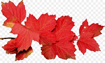 Autumn Leaves Leaf Photography - autumn leaves 