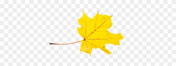 Autumn, Leaves, Leaf, Png - Gambar Daun Pixabay Diatas Air Animasi Bergerak