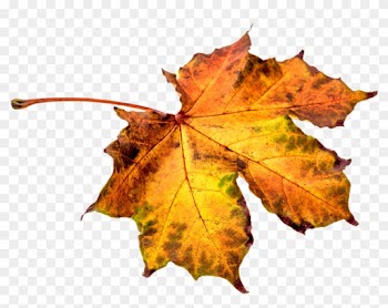 Autumn Leaves Leaf Png Png Image - Hoja De Otoño Png