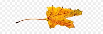 Autumn, Leaves, Leaf, Png, Transparent, Fall Color - Autumn Leaf Color