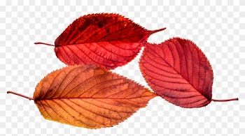 Autumn, Leaves, Leaf, Png, Transparent, Fall Color - Autumn Leaf Color