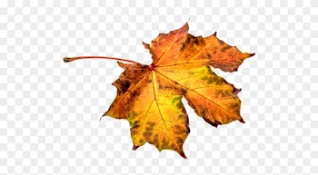 Autumn, Leaves, Leaf, Png, Transparent, Fall Color - Hojas De Otoño Png