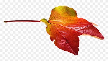 Autumn, Leaves, Leaf, Png, Transparent, Fall Color - Transparent Png Autumn Leaves