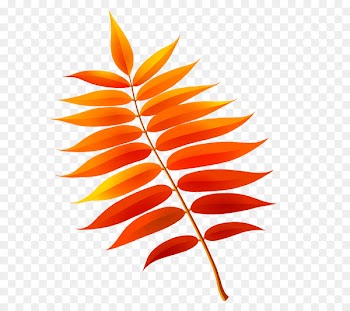 Autumn Leaves Leaf Portable Network Graphics Drawing Image - autumn leaves 