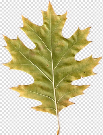 Autumn Leaves Leaf Scape, autumn leaves transparent background PNG clipart