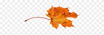 Autumn Leaves Leaf Transparent Fall Color - Autumn Leaf Transparent
