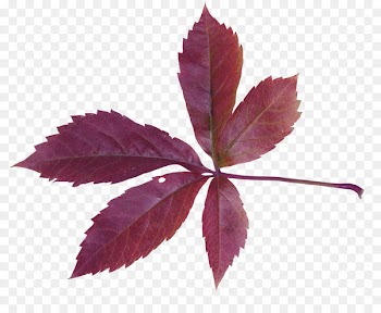 Autumn Leaves Maple leaf - Maple Leaf 
