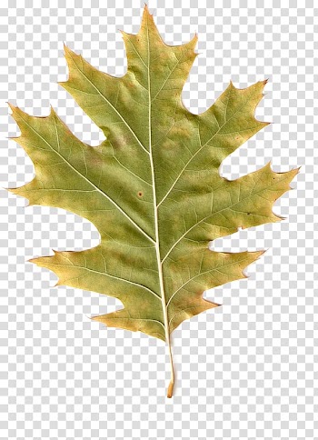 Autumn Leaves Maple leaf Scape , autumn leaves transparent background PNG clipart