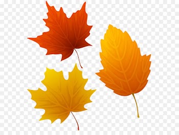 Autumn Leaves Millicent Wetherby Jazz standard Clapton - Set of Autumn Leaves Clipart PNG Image 
