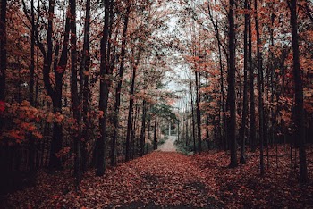 Autumn Leaves on the Ground