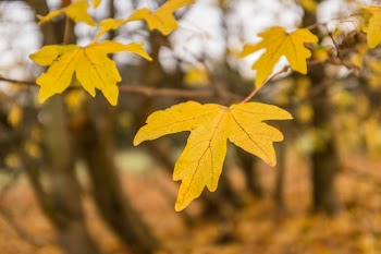         Autumn Leaves On Tree Free Photo     