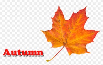 Autumn Leaves Png - Autumn Leaf Color