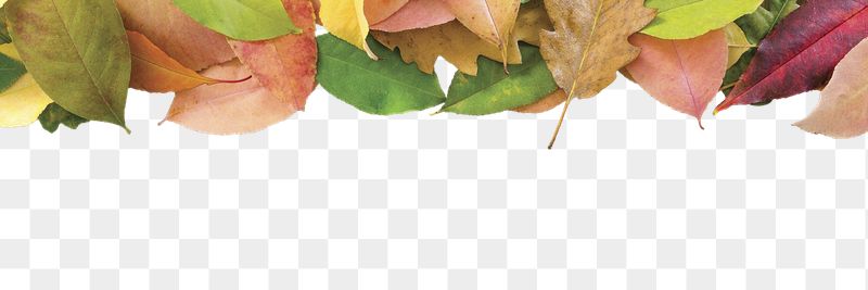 Autumn leaves png border, transparent | Free PNG - rawpixel