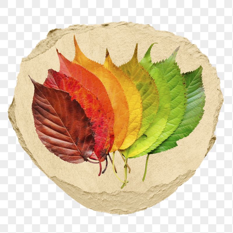 Autumn leaves png ripped paper | Free PNG - rawpixel