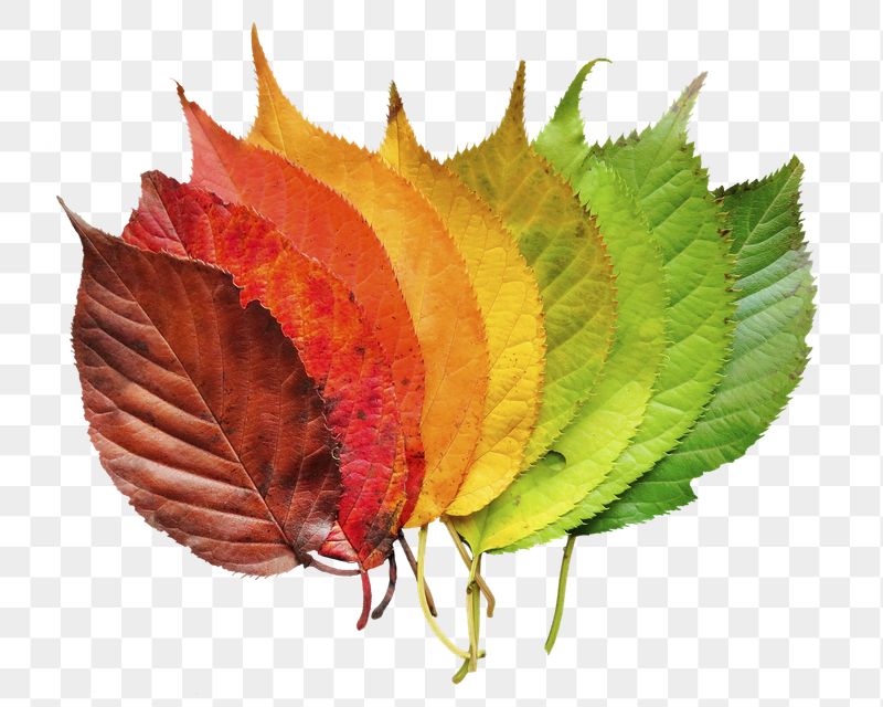 Autumn leaves png sticker, seasonal | Free PNG - rawpixel