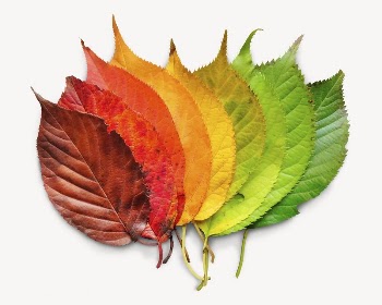 Autumn leaves sticker, seasonal aesthetic | Free PSD - rawpixel