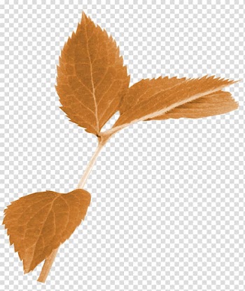 Autumn leaves transparent background PNG clipart