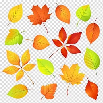 Autumn leaves transparent background PNG clipart