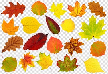 Autumn leaves transparent background PNG clipart