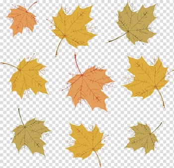 Autumn, leaves transparent background PNG clipart