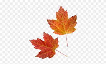 Autumn Leaves X Click Here For Transparent Flowers - Maple Leaf