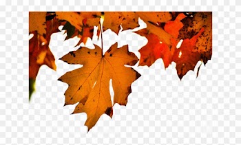 Autumn - Maple Leaf