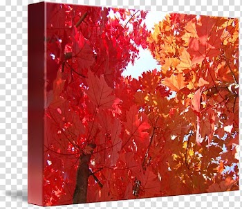 Autumn Maple leaf Acrylic paint Gallery wrap Art, autumn poster transparent background PNG clipart
