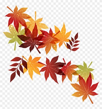 Autumn Maple Leaf - Autumn Maple Leaf