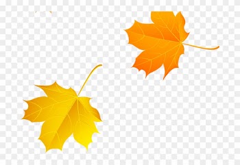Autumn Maple Leaf - Autumn Maple Leaf