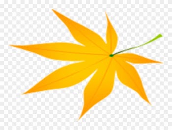 Autumn Maple Leaf - Autumn Maple Leaf