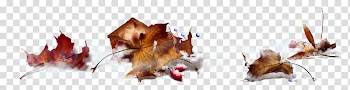 Autumn Maple leaf , autumn transparent background PNG clipart