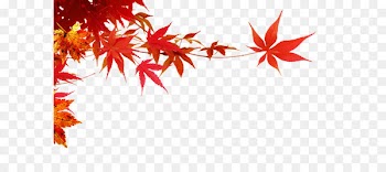 Autumn - Maple Leaf,Maple branch 
