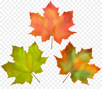 Autumn Maple leaf Portable Network Graphics Image - collapse badge 